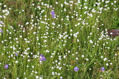 Eriocaulon sedgwickii
